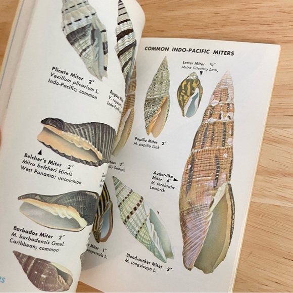 Carolina Coast / Golden Seashore/Seashell Books - Picture 9 of 14